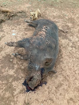 Hog Hunting in Trent, Texas