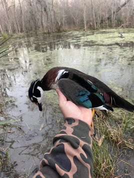 Fully Guided Freeport Duck Hunts