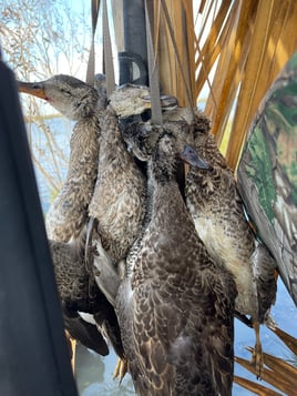 Fully Guided Freeport Duck Hunts