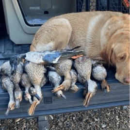 Fully Guided Matagorda Duck Hunts