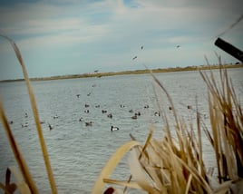 Corpus Christi Duck Hunts