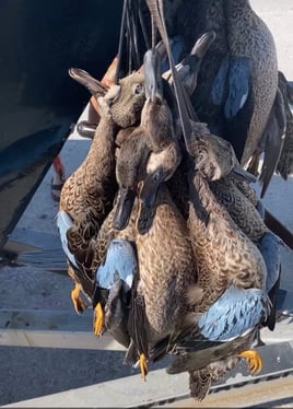 Corpus Christi Duck Hunts