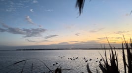 Corpus Christi Duck Hunts