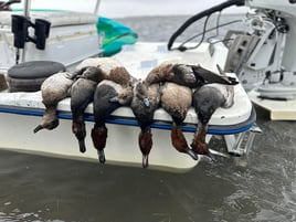 Corpus Christi Duck Hunts