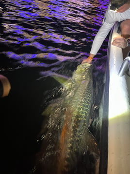 Tarpon Fishing in Fort Lauderdale, Florida