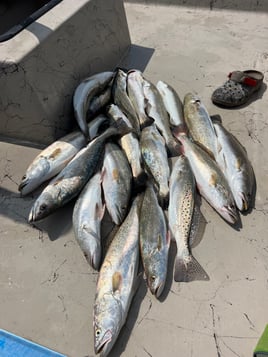 Speckled Trout Fishing in Port Aransas, Texas