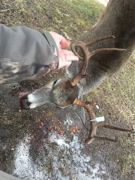 Whitetail Deer Hunting in Leander, Texas