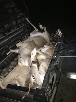 Whitetail Deer Hunting in Leander, Texas