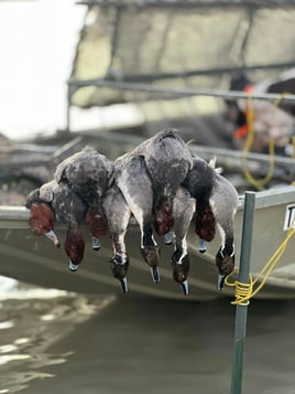 Laguna Madre Duck Hunts