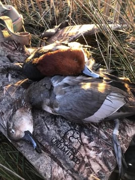 Self Guided Duck Hunts