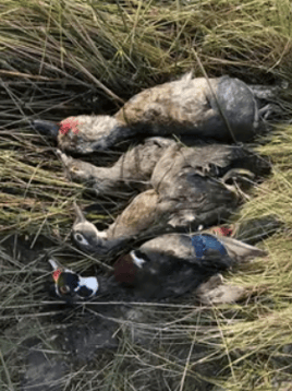 Self Guided Duck Hunts