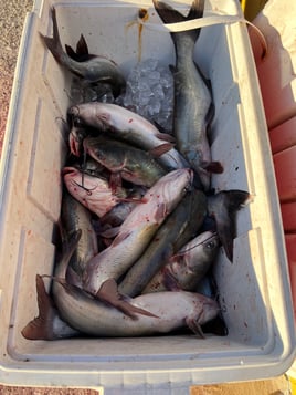 Blue Catfish Fishing in Montgomery, Texas