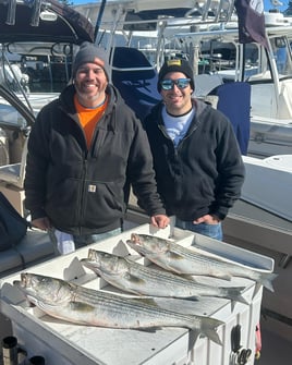 Striped Bass Fishing in Hampton Bays, New York