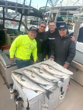 Striped Bass Fishing in Hampton Bays, New York