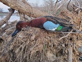 Cinnamon Teal Hunting in College Station, Texas