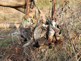 Guided Duck Hunts