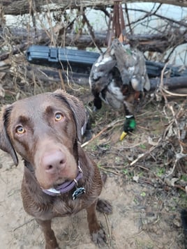 Guided Duck Hunts