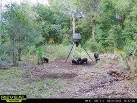 Hog Hunting in Poinciana, Florida