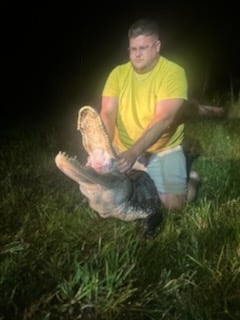 Alligator Fishing in Poinciana, Florida