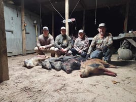 Hog Hunt with Lodging!