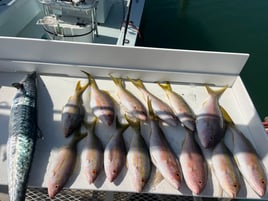 Top Notch Sportfishing 4HR