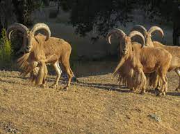 Aoudad Hunt