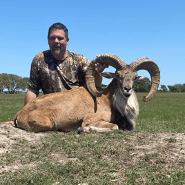 Aoudad Hunt