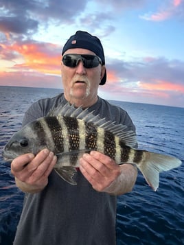 Sheepshead Fishing in Cape Coral, Florida