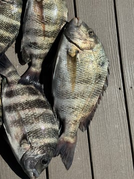 Sheepshead Fishing in Cape Coral, Florida