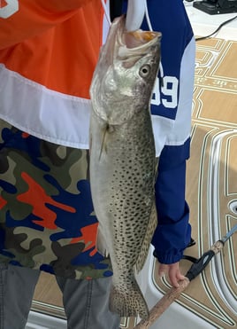 Speckled Trout Fishing in Cape Coral, Florida