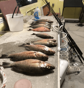 Mangrove Snapper Fishing in Key Biscayne, Florida