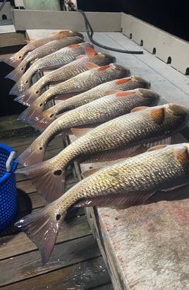 Redfish Fishing in Rockport, Texas