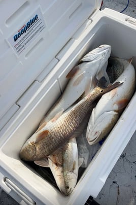 Redfish, Speckled Trout Fishing in Rockport, Texas