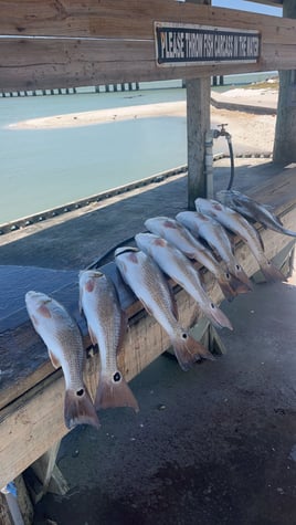 Redfish Fishing in Rockport, Texas