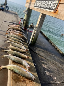 Redfish, Speckled Trout Fishing in Rockport, Texas