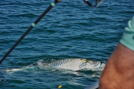 Tarpon charters