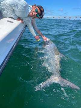 Tarpon charters