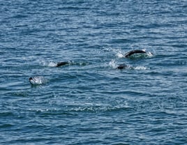 Tarpon charters