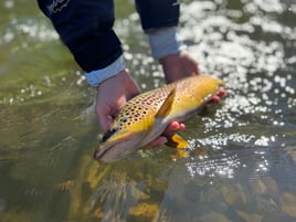 Provo River Float 'n Fish