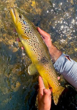 Provo River Float 'n Fish