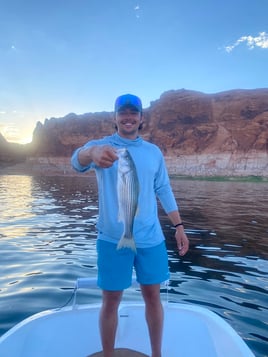 Striped Bass Fishing in Bullfrog, Utah