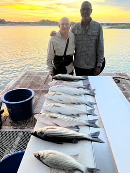 Hybrid Striped Bass, Striped Bass Fishing in Tow, Texas