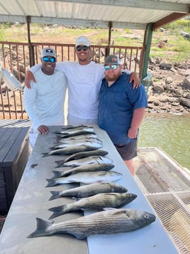 Hybrid Striped Bass Fishing in Tow, Texas