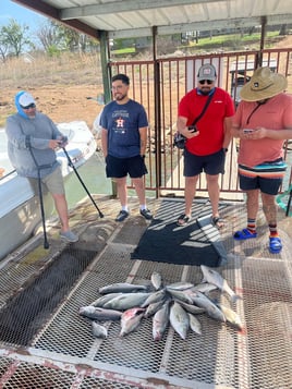 Hybrid Striped Bass, Striped Bass Fishing in Tow, Texas