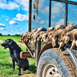 Texas Teal