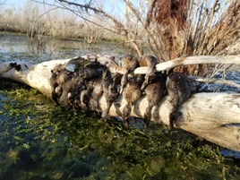 Texas Teal