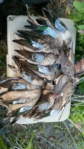 Texas Teal