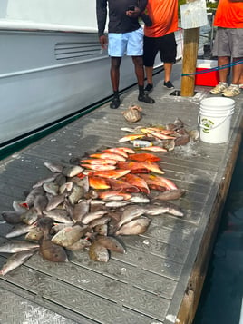 4 hour snapper charter