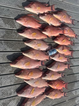 4 hour snapper charter