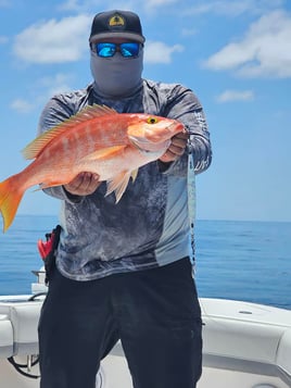 8hr Red Snapper